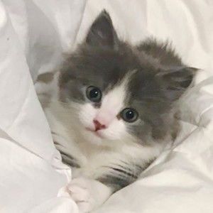 Meet your Posher, Emma